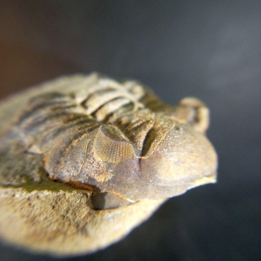 三葉虫　化石　fossil　ボリビア産　trilobite　海生動物個体④