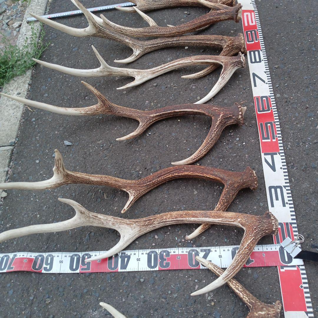 S*i様 天然蝦夷鹿の角　犬用おもちゃ 工芸品などに　５番