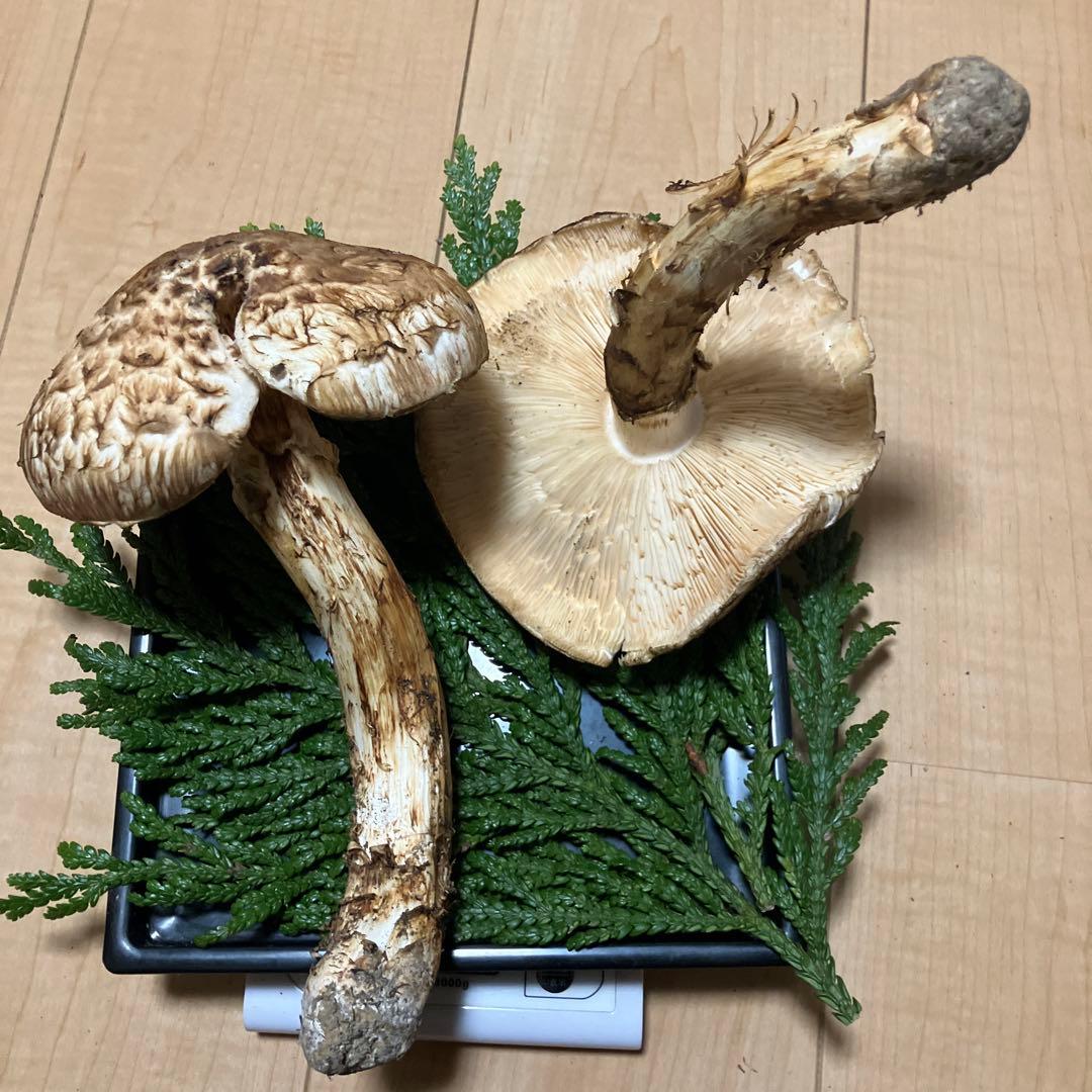 北海道産❗️天然松茸❗️570g‼️