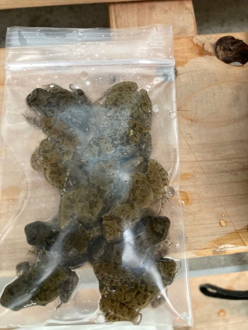 冷凍カエル【Lサイズ　100匹】餌用カエル 約4.5cm 大型魚　爬虫類　蛇　餌