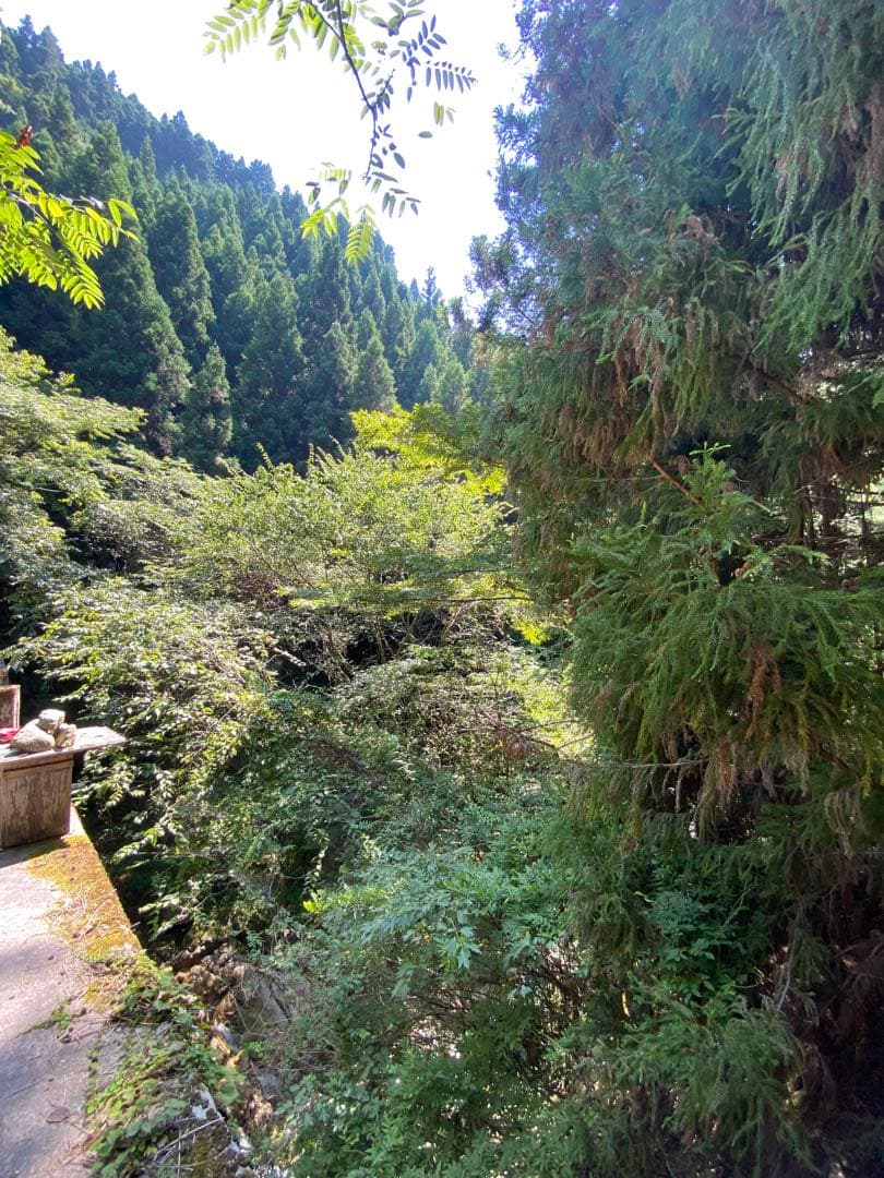 はちみつ　日本蜜蜂のハチミツ　巣箱違いの蜂蜜　奥山の奥