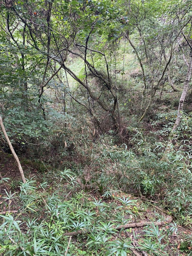 はちみつ　日本蜜蜂のハチミツ　巣箱違いの蜂蜜　奥山の奥
