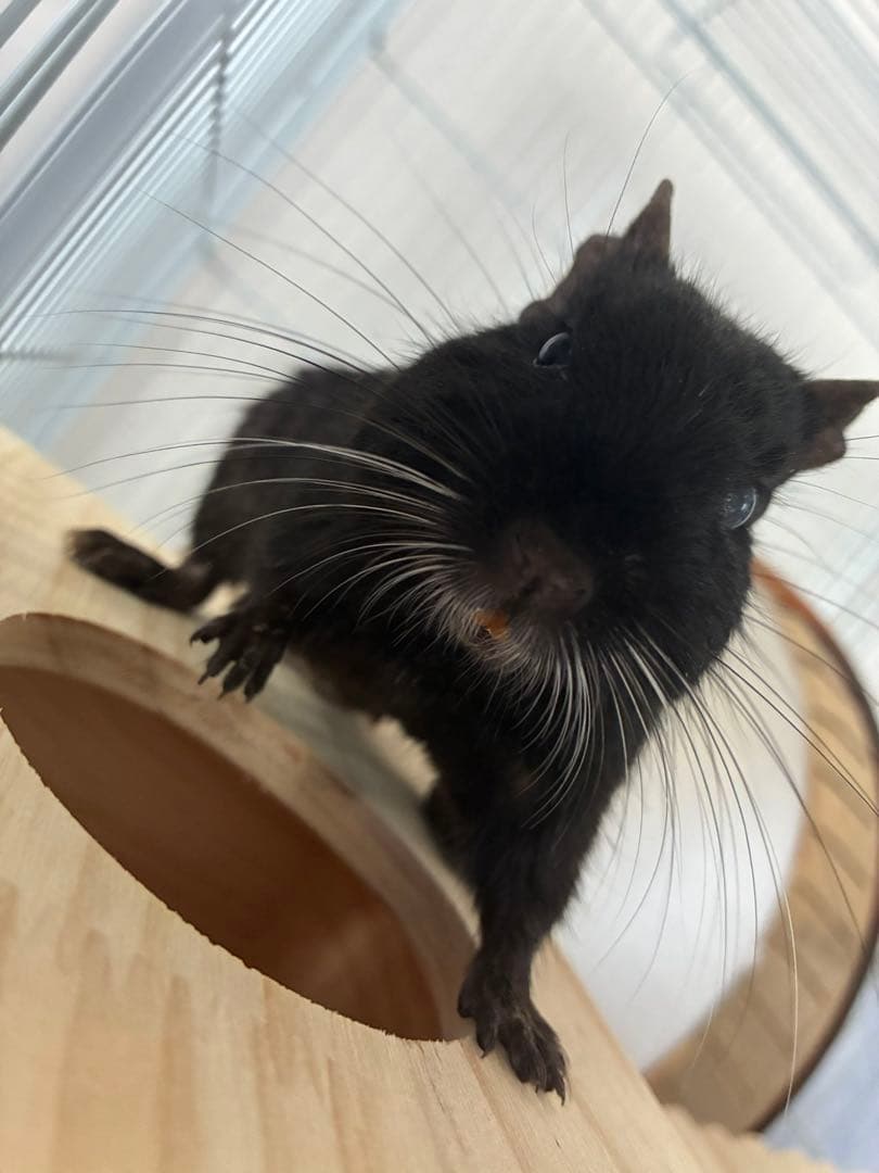 デグーズ 見本購入不可