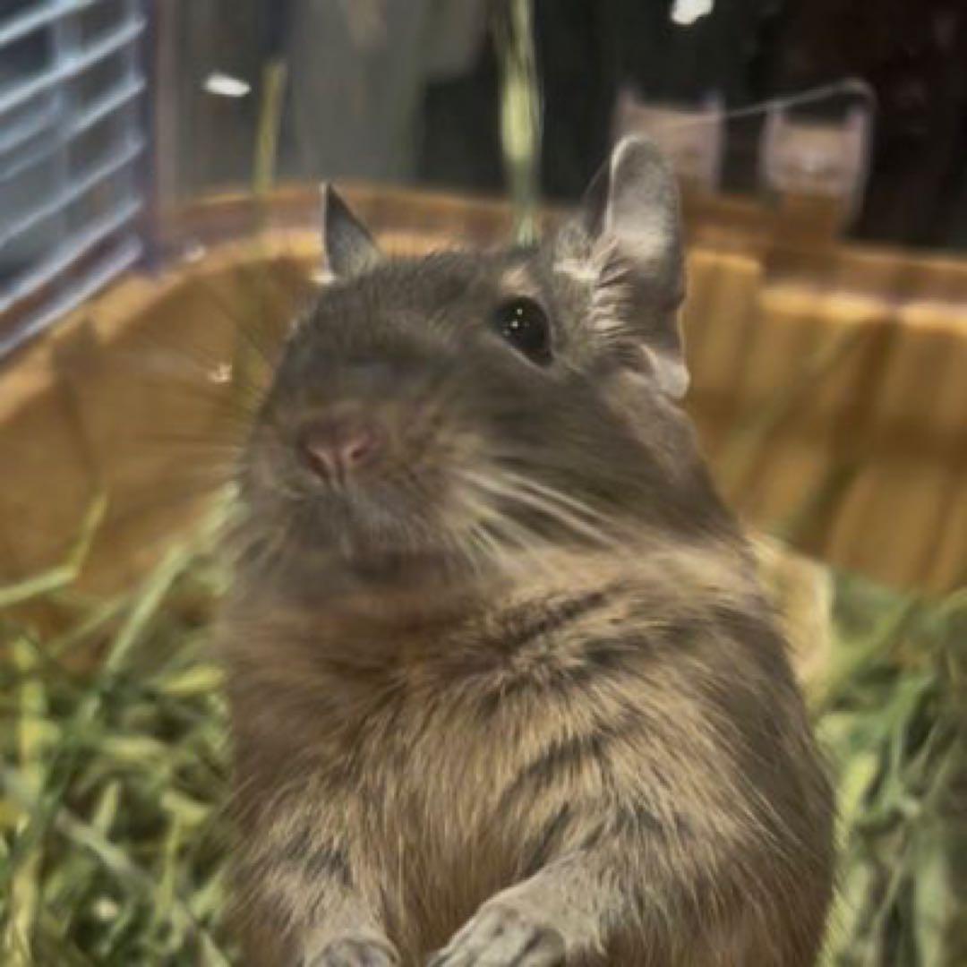 デグーズ 見本購入不可