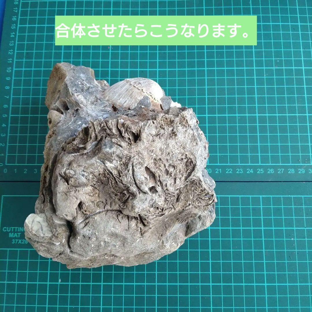 化石 貝殻 セット 標本 研究 古代生物 コレクション