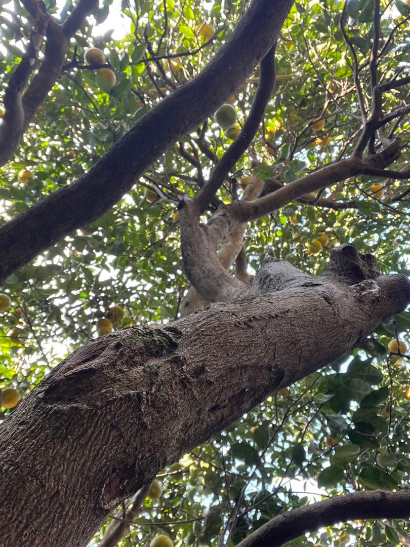 令和8年度 甘夏蜜柑 カワノナツダイダイ 贈答用　ご注文専用ページ