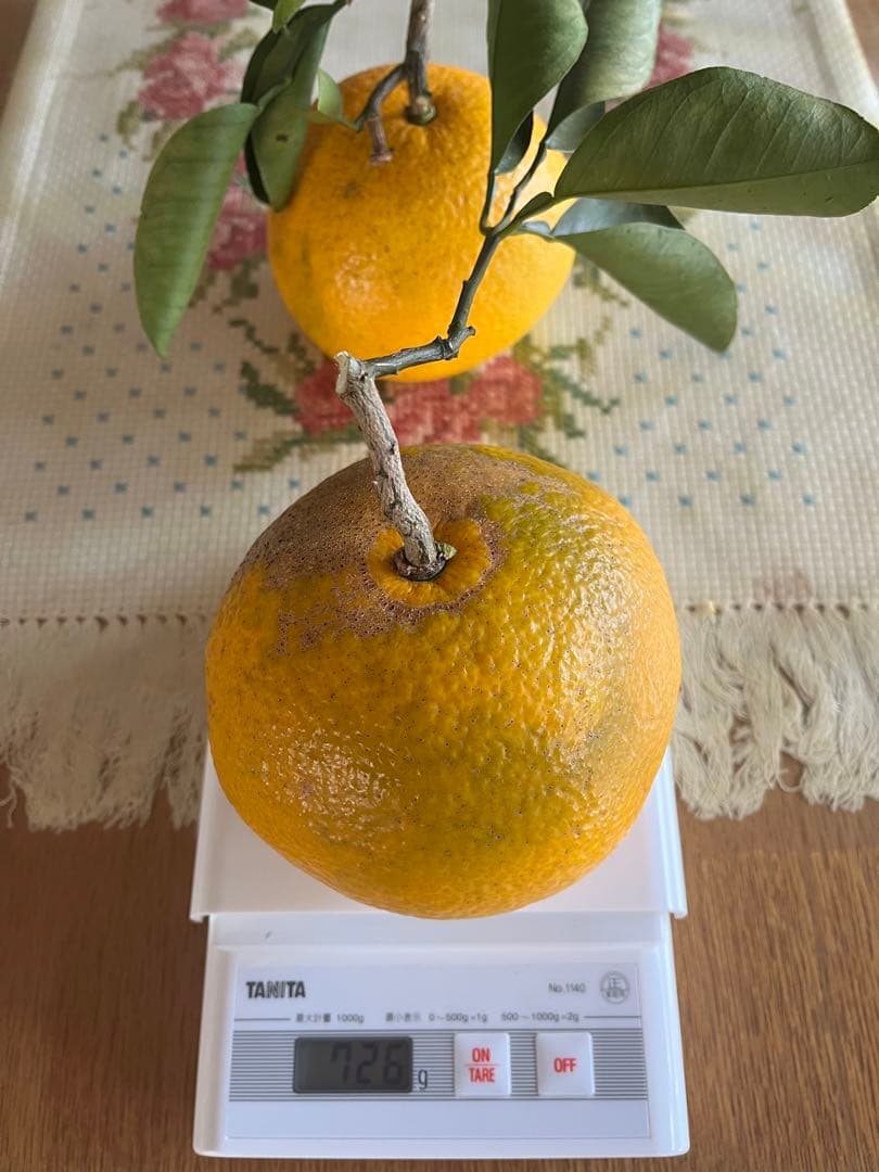 令和8年度 甘夏蜜柑 カワノナツダイダイ 贈答用　ご注文専用ページ