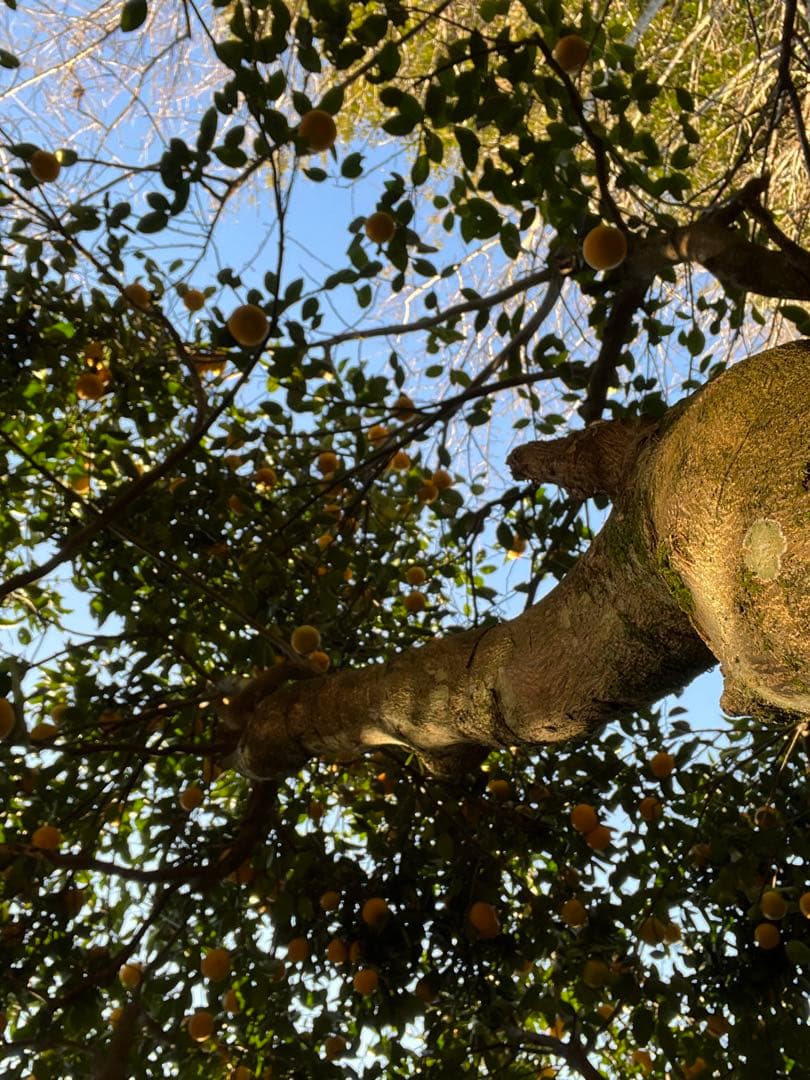 令和8年度 甘夏蜜柑 カワノナツダイダイ 贈答用　ご注文専用ページ