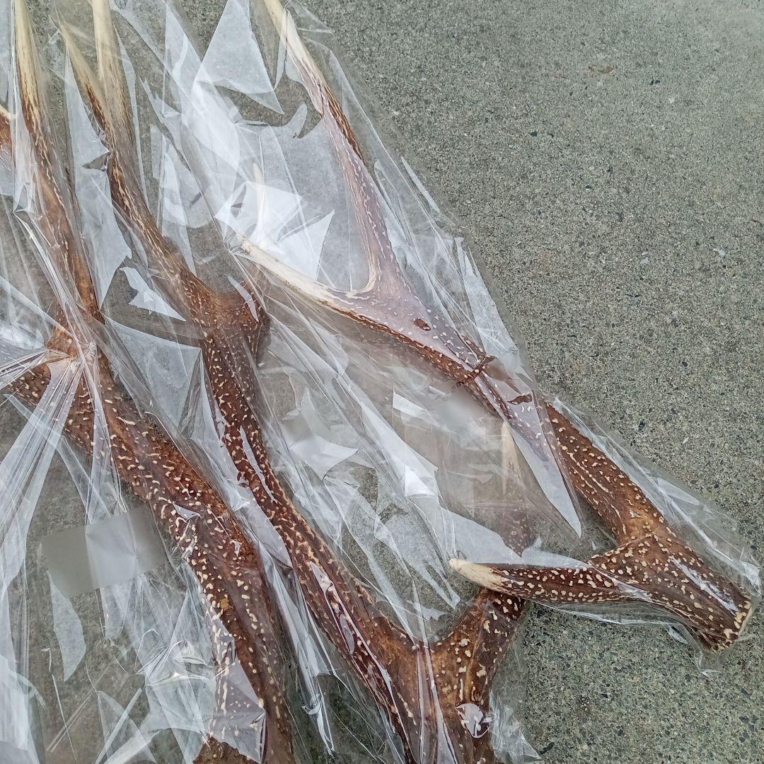 鹿の角 5本セット