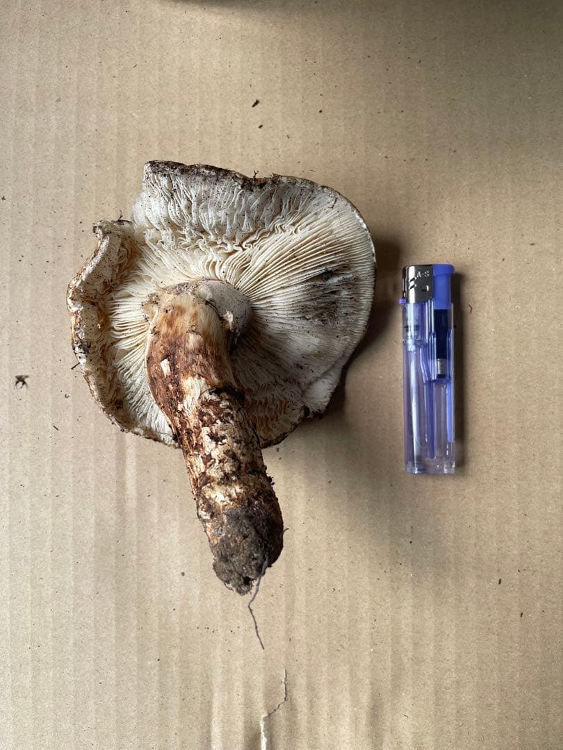 2025.11.24採れたて広島県廿日市産　松茸7本　合計約720グラム