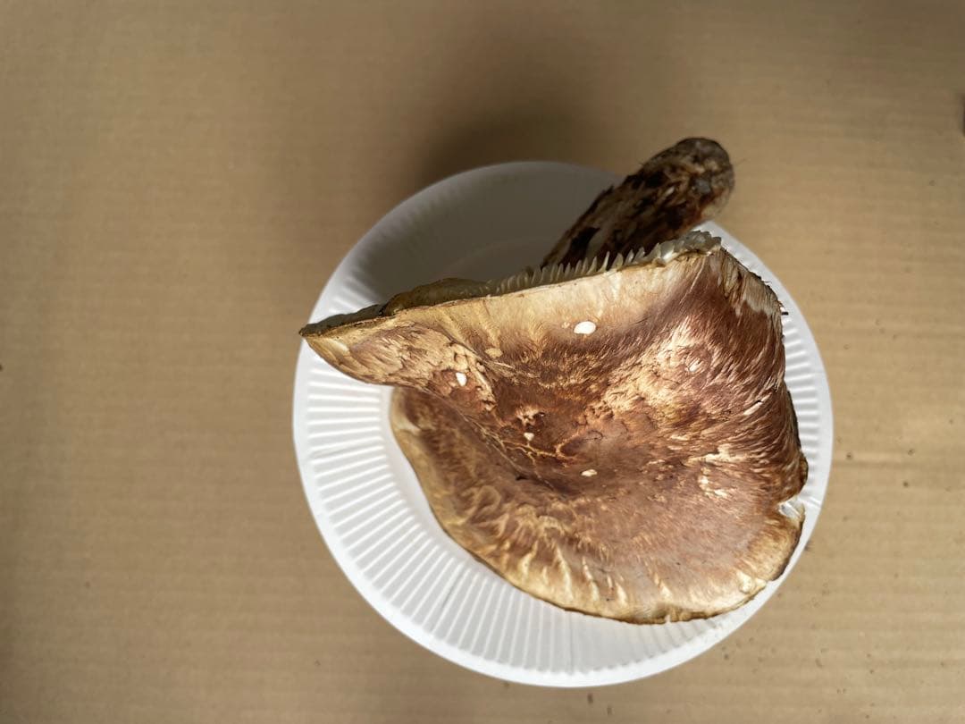 2025.11.24採れたて広島県廿日市産　松茸7本　合計約720グラム