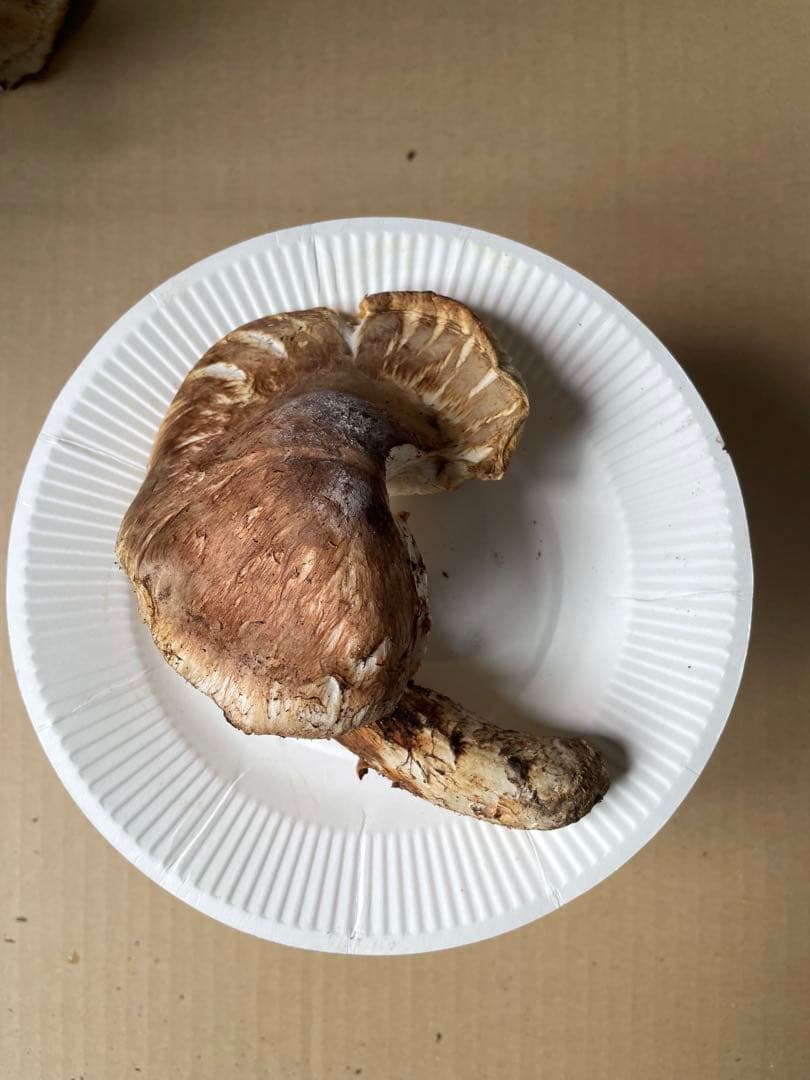 2025.11.24採れたて広島県廿日市産　松茸7本　合計約720グラム