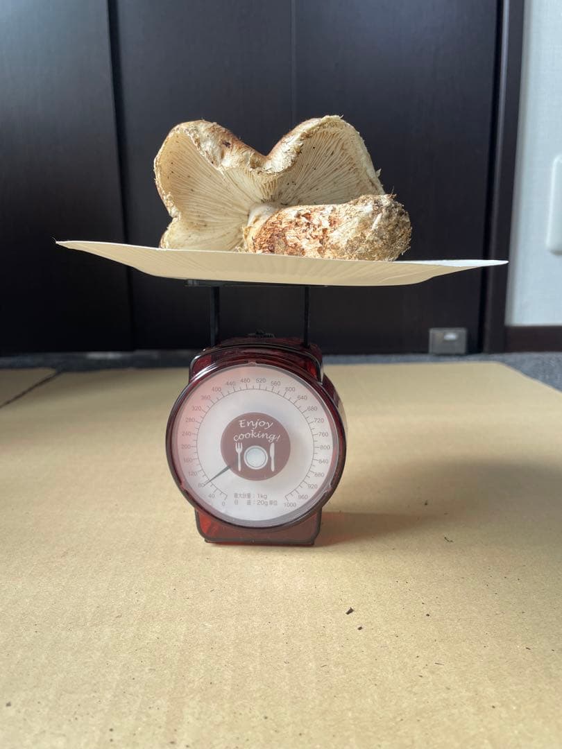 2025.11.24採れたて広島県廿日市産　松茸7本　合計約720グラム