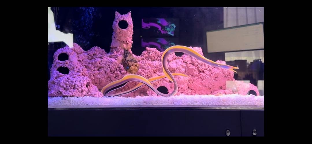 人工ライブロック　海水魚