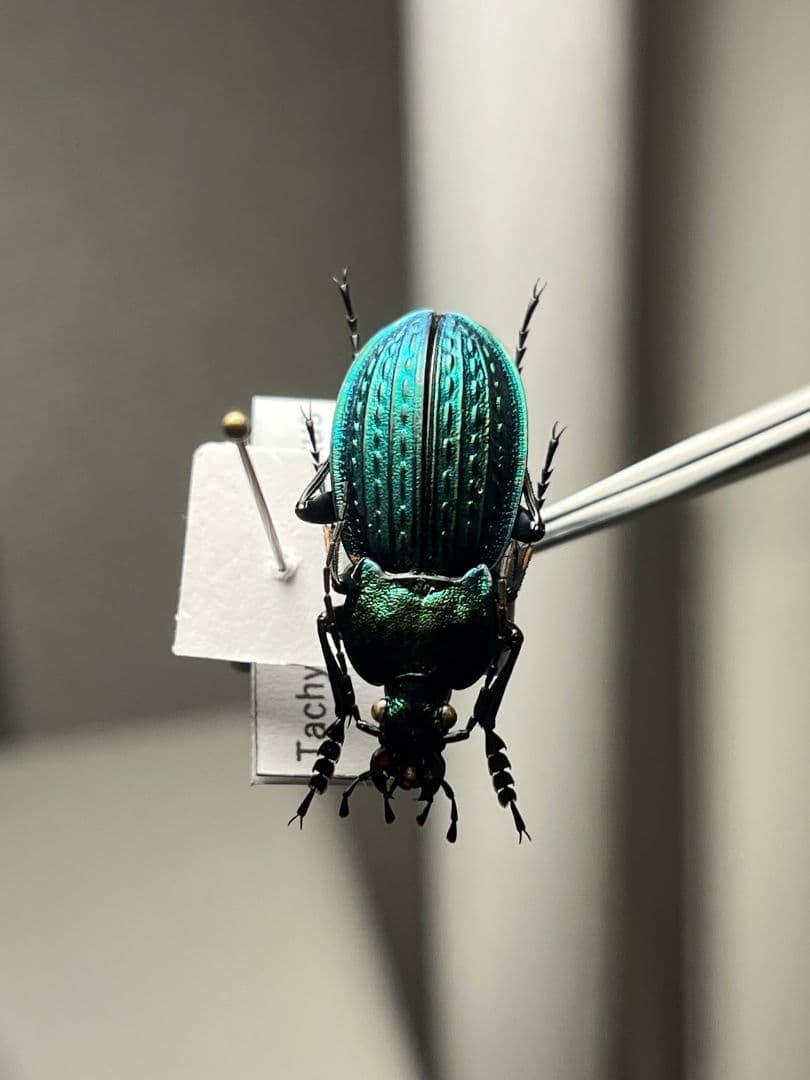 【29mm】コブスジキンイロオサムシ エリスカブリモドキ オサムシ標本