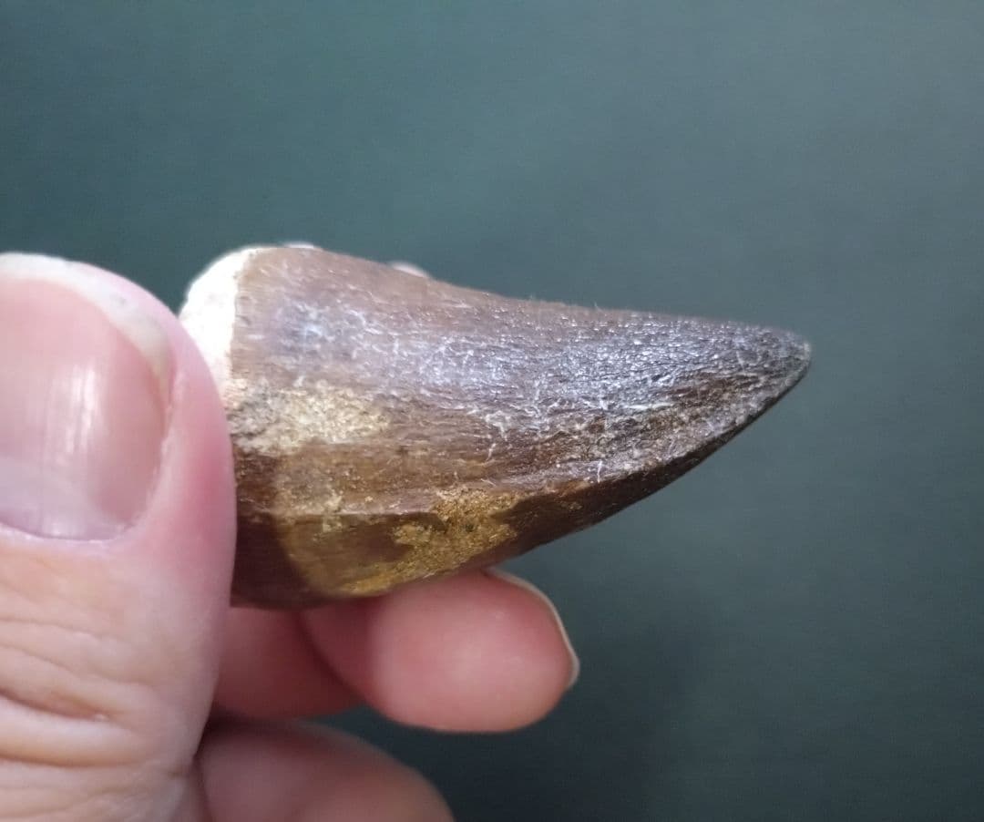 【本物美麗】恐竜の化石 モロッコ産モササウルス（プログナソドン）の歯