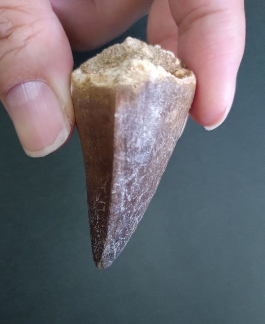 【本物美麗】恐竜の化石 モロッコ産モササウルス（プログナソドン）の歯