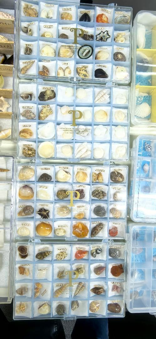か*め様 貝殻標本 貝殻 大量セット 海洋資料 研究材料