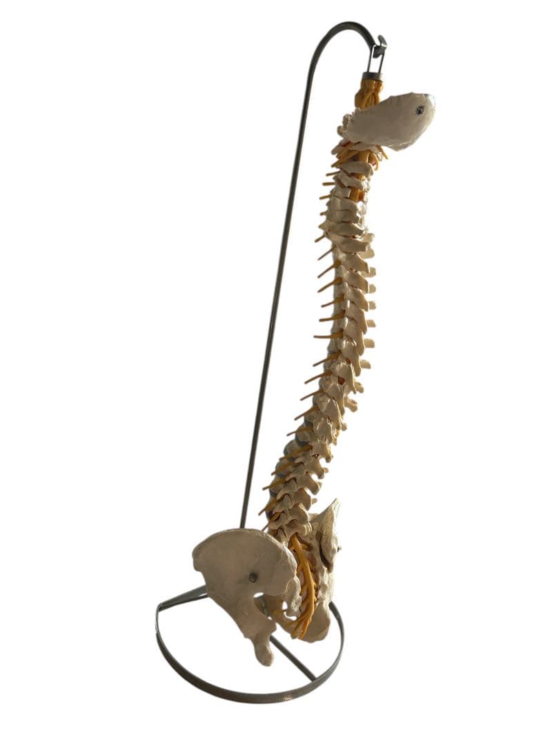 ●脊椎モデル 骨格模型 ソムソ ドイツ製 スタンド付き 整体カイロプラクティック