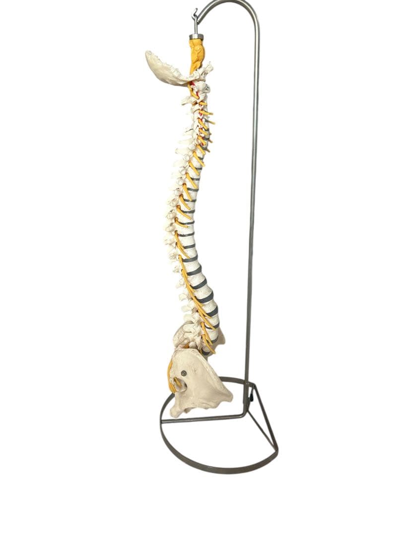 ●脊椎モデル 骨格模型 ソムソ ドイツ製 スタンド付き 整体カイロプラクティック