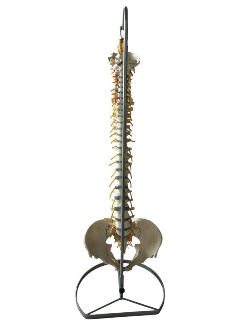 ●脊椎モデル 骨格模型 ソムソ ドイツ製 スタンド付き 整体カイロプラクティック