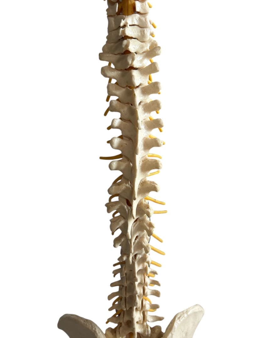 ●脊椎モデル 骨格模型 ソムソ ドイツ製 スタンド付き 整体カイロプラクティック