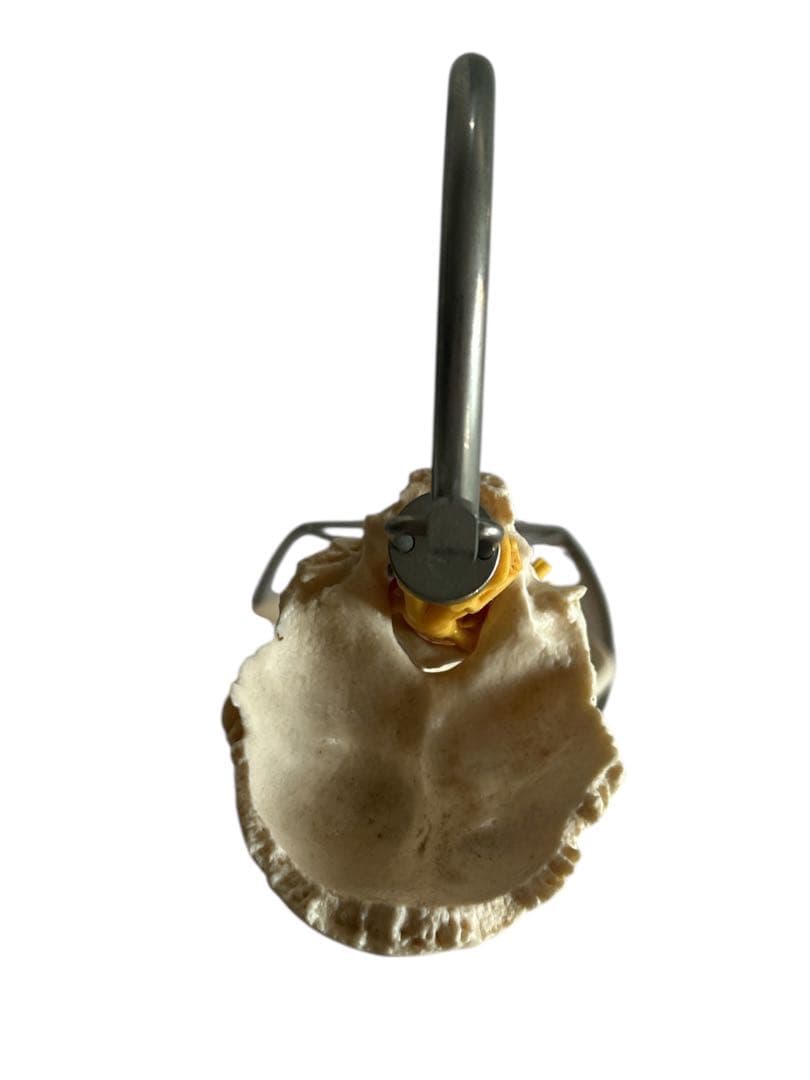 ●脊椎モデル 骨格模型 ソムソ ドイツ製 スタンド付き 整体カイロプラクティック