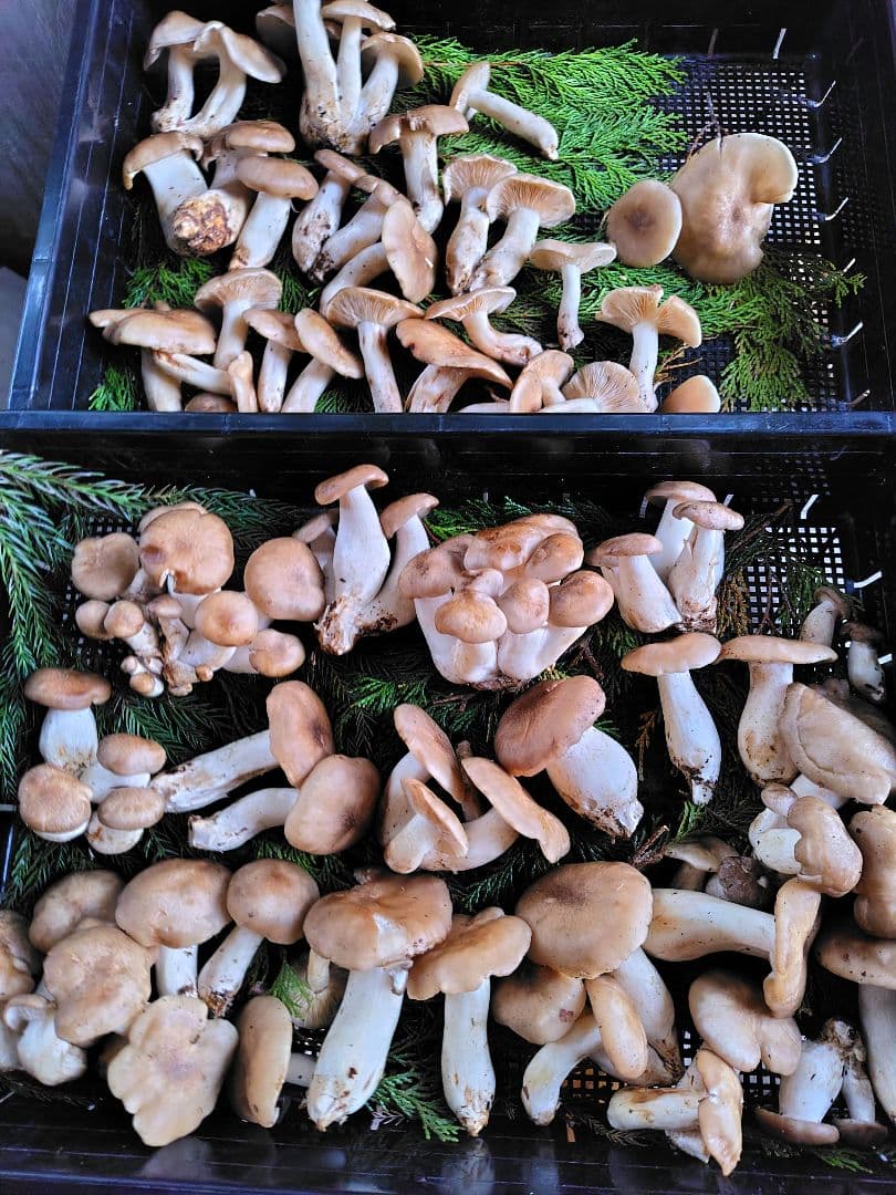 ホンシメジ 1kg 信州北アルプス産 本しめじ　天然キノコ 国産