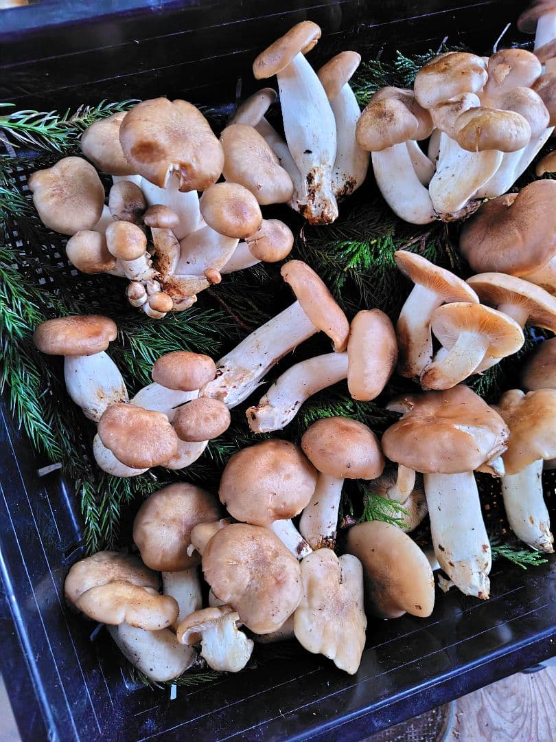 ホンシメジ 1kg 信州北アルプス産 本しめじ　天然キノコ 国産