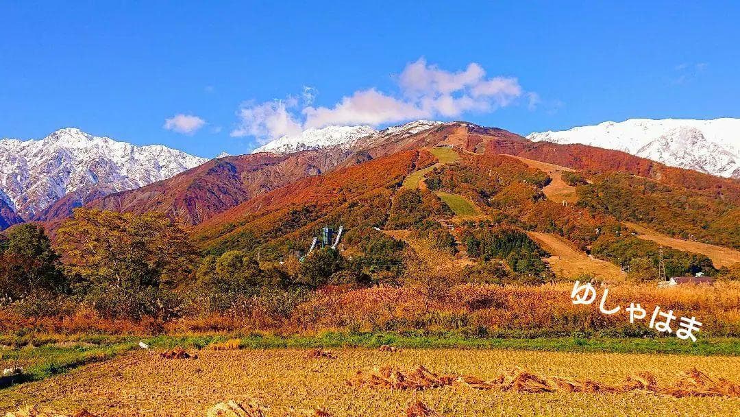 ホンシメジ 1kg 信州北アルプス産 本しめじ　天然キノコ 国産