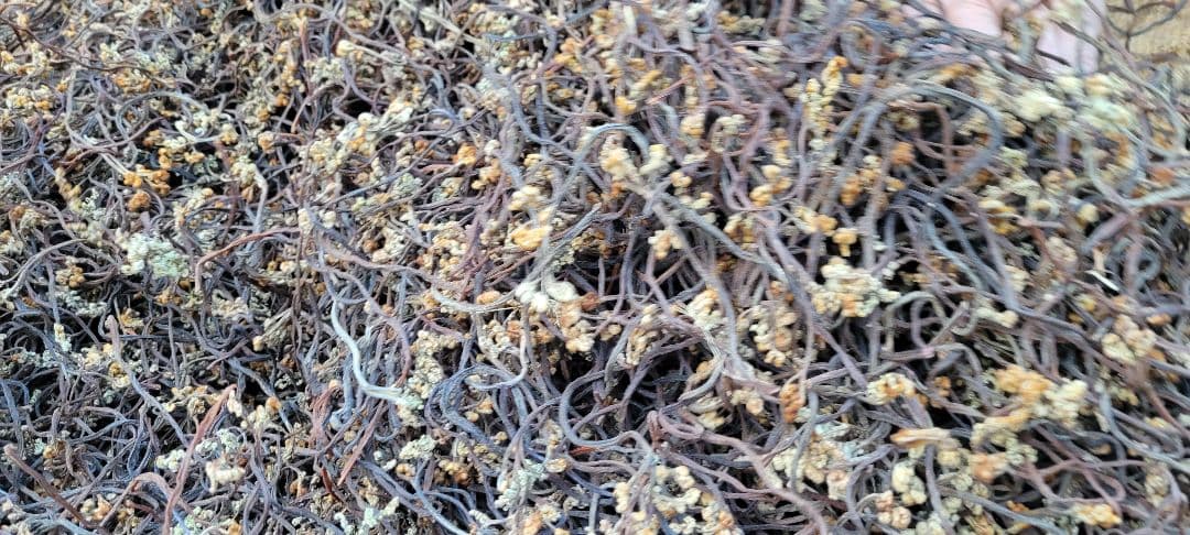 はるさん専用　令和7年乾燥わらび10キロ