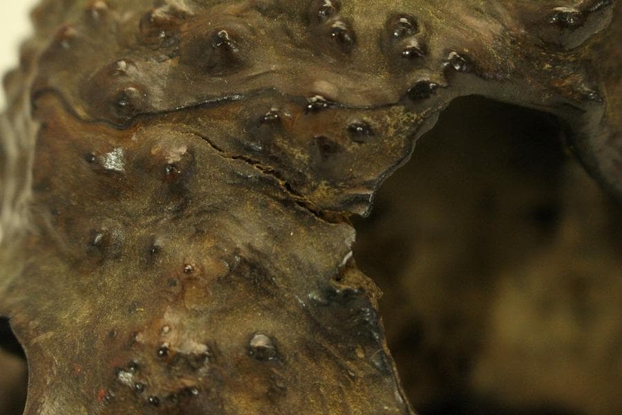 自然木 根木 奇木 置物(A917)