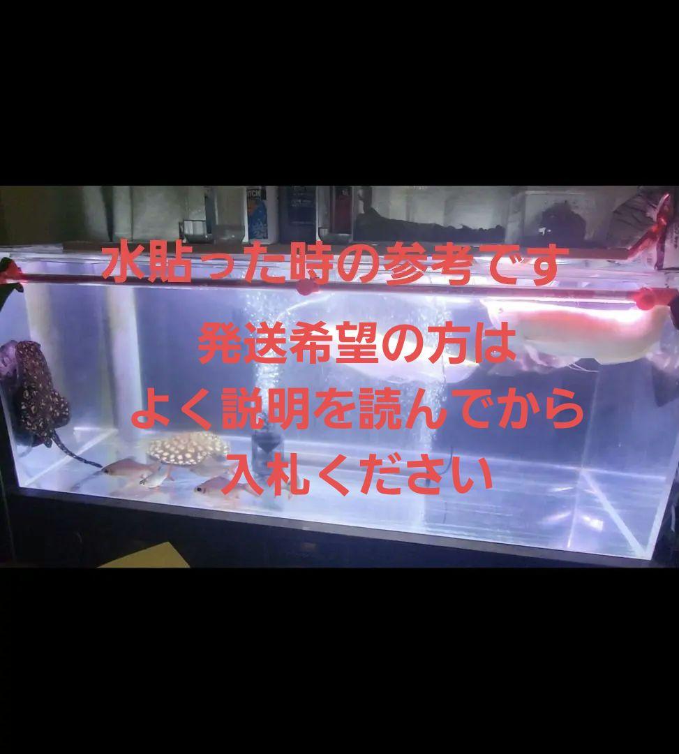 アクリルオーバーフロー水槽 大型 1500×60×60 引取限定