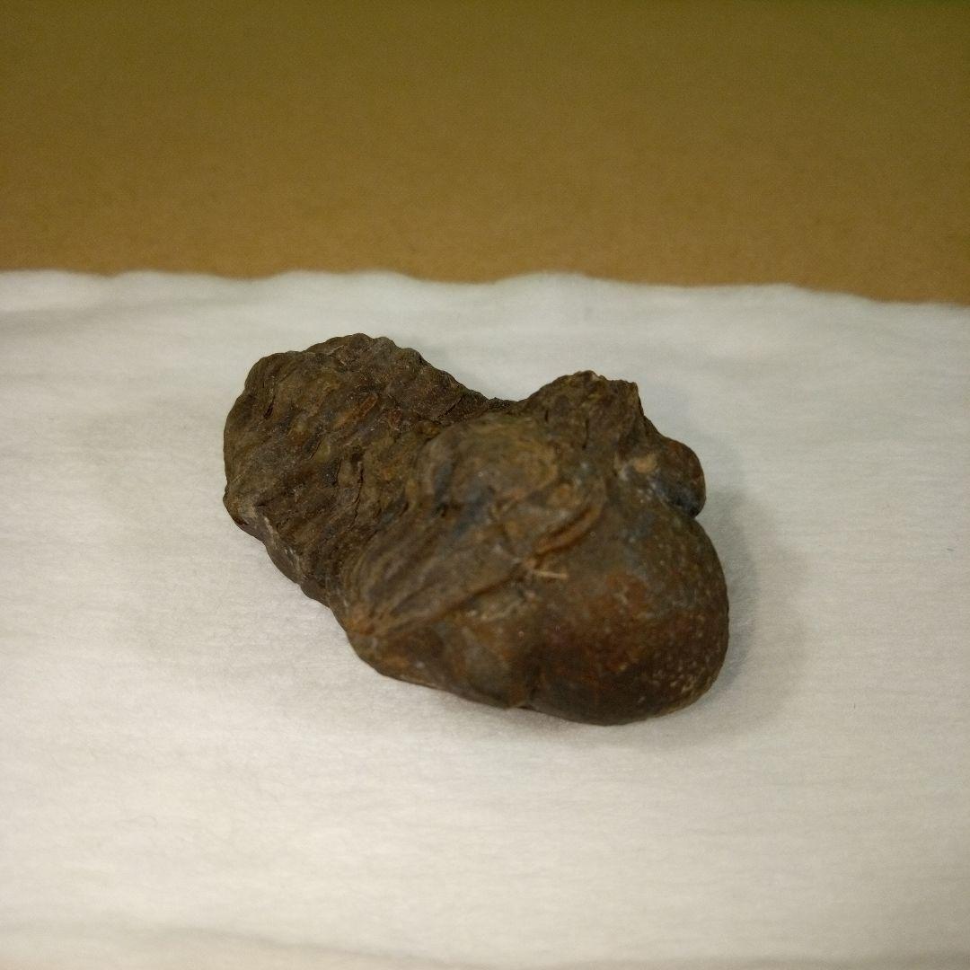 三葉虫　化石　三葉虫化石　究極のレトロ　fossil　ボリビア産　化石管理番号④