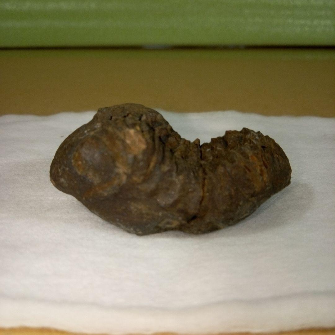 三葉虫　化石　三葉虫化石　究極のレトロ　fossil　ボリビア産　化石管理番号④