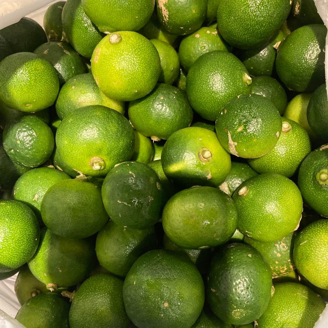 【セール】沖縄県産　シークワーサー　自然栽培　20キロ　シークヮーサー