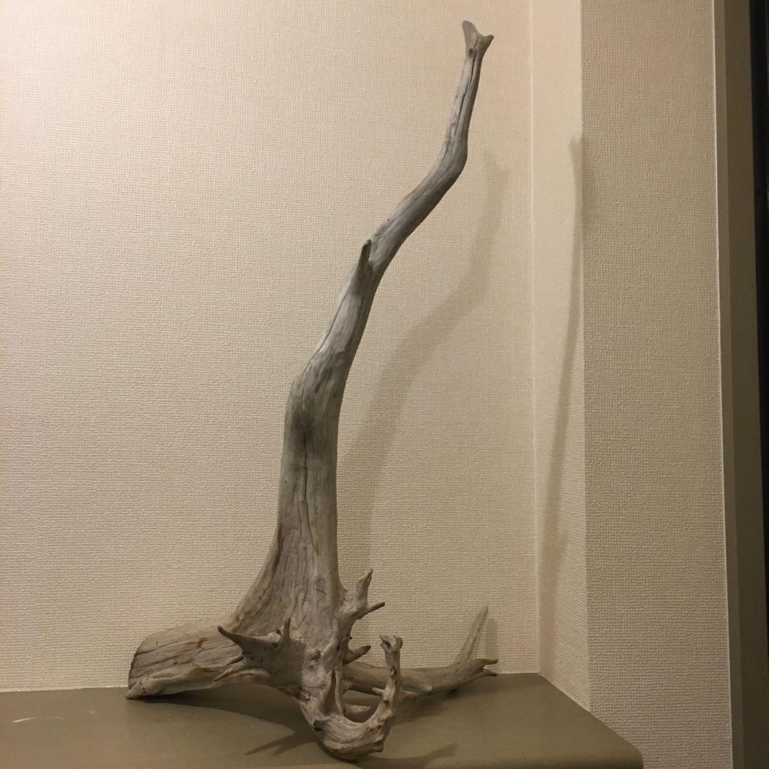 流木　自立　アク抜済み爬虫類 シェルター 登り木 上り木 テラリウム 苔リウム