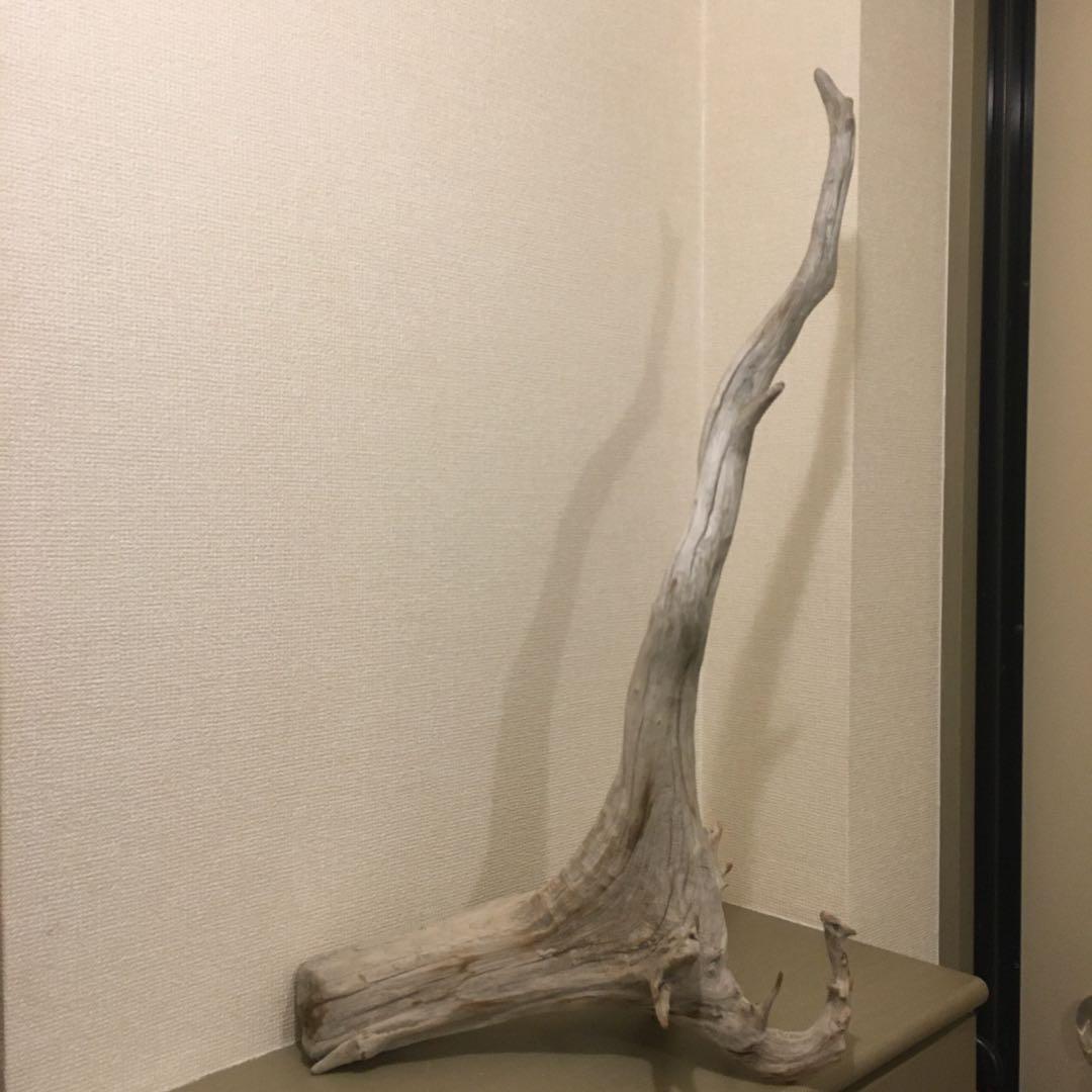 流木　自立　アク抜済み爬虫類 シェルター 登り木 上り木 テラリウム 苔リウム