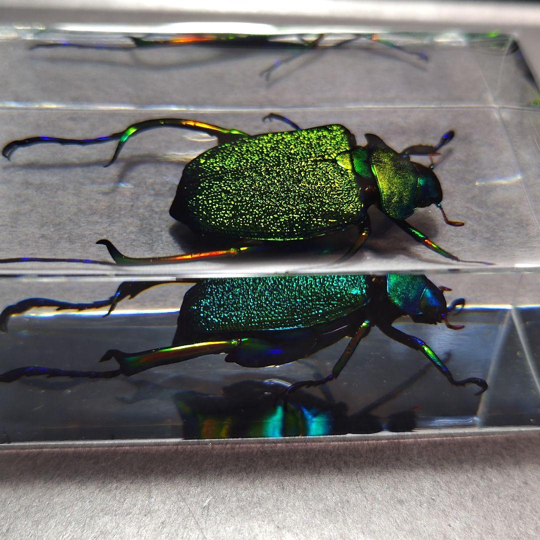 コガネムシ レジン封入標本