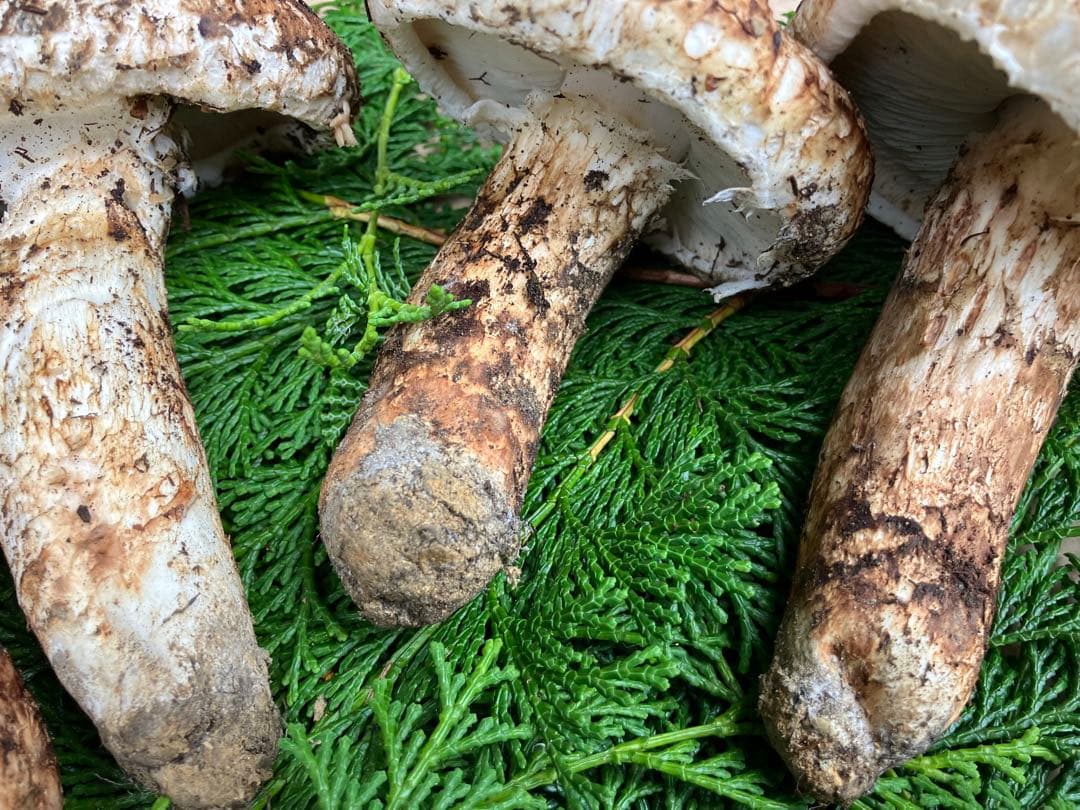 松茸　和歌山県冨貴産　松茸　約400g