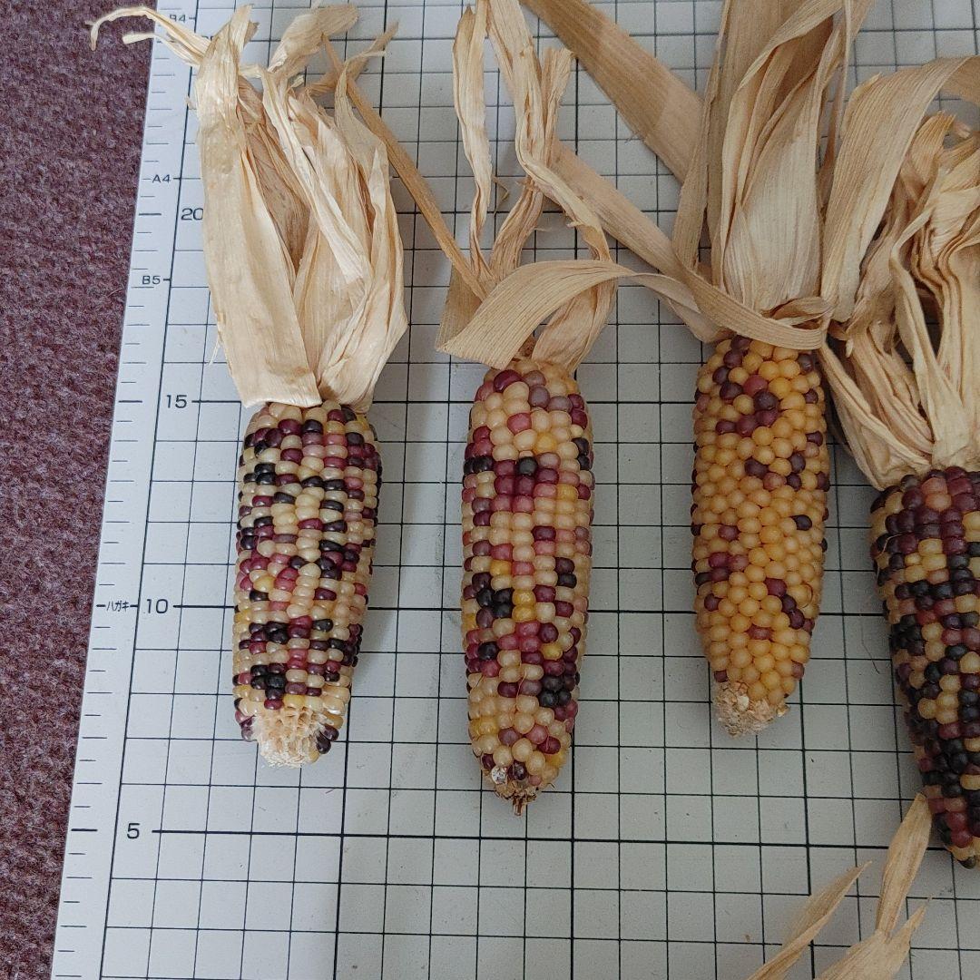 GHIRARDELLI ギラデリ サンフランシスコ　チョコレートトラック　USA