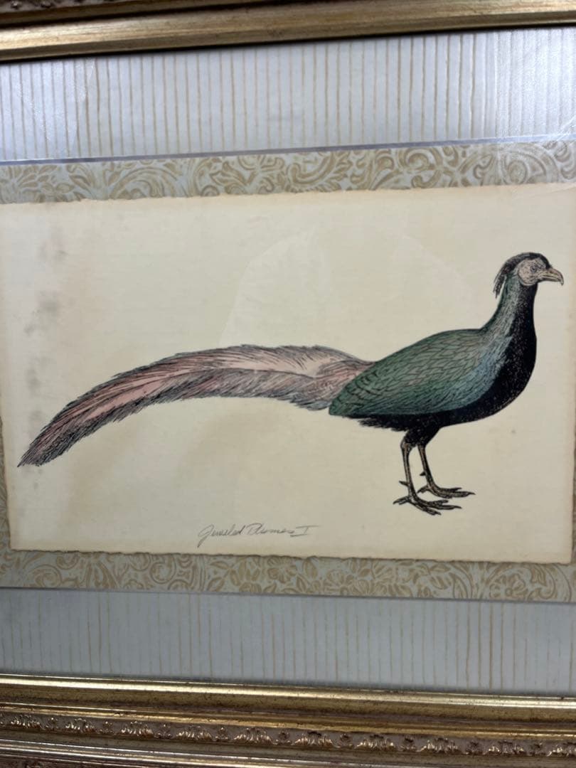 額入り水彩画壁掛け 孔雀 Geucled Plumes 1280