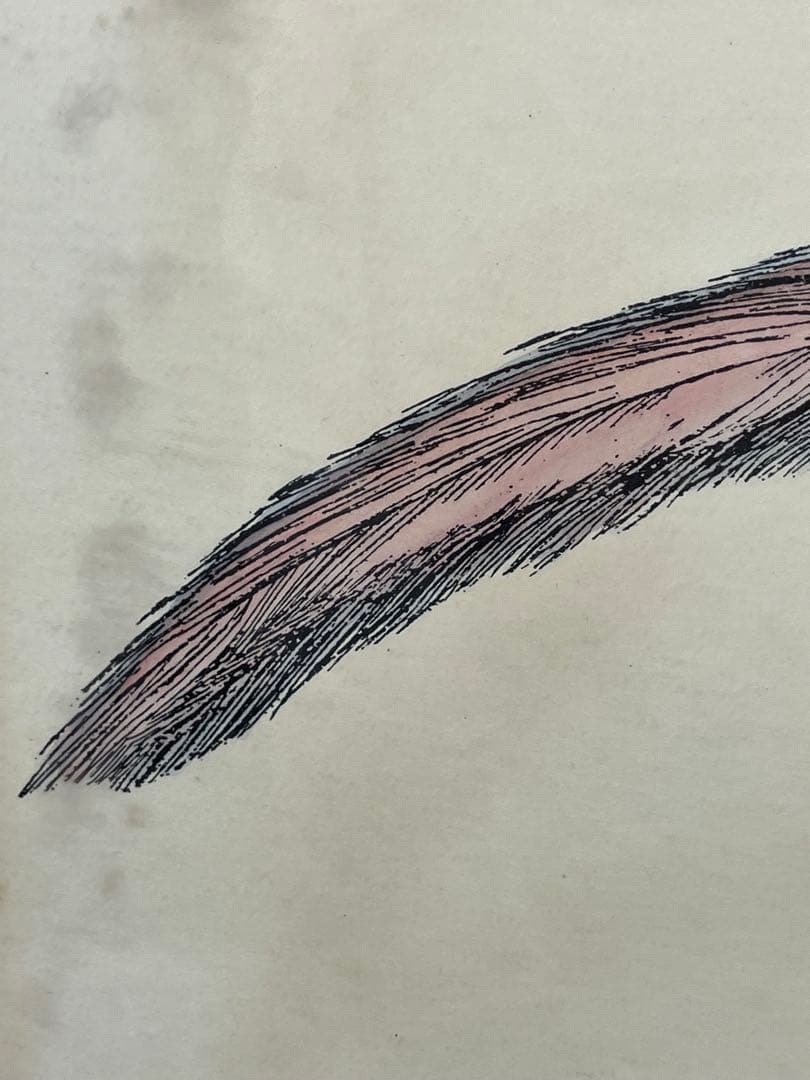 額入り水彩画壁掛け 孔雀 Geucled Plumes 1280