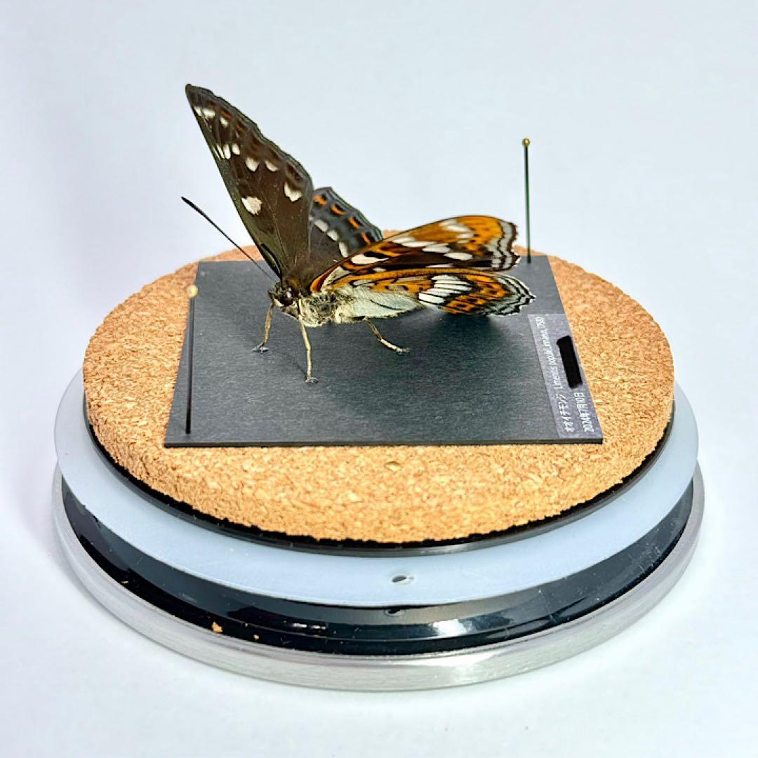 【立体標本】国産蝶　オオイチモンジ　ライブ標本