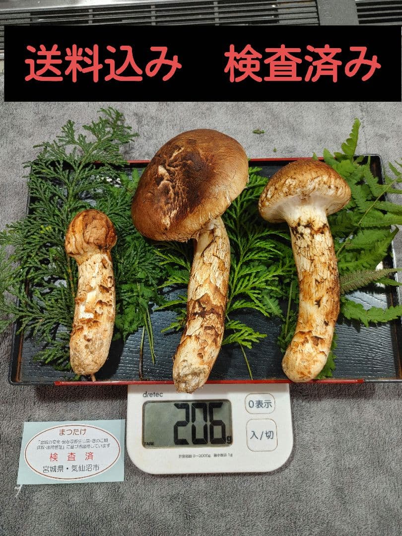 松茸　国産　宮城県　検査済み　【一級品】　つぼみ&開き