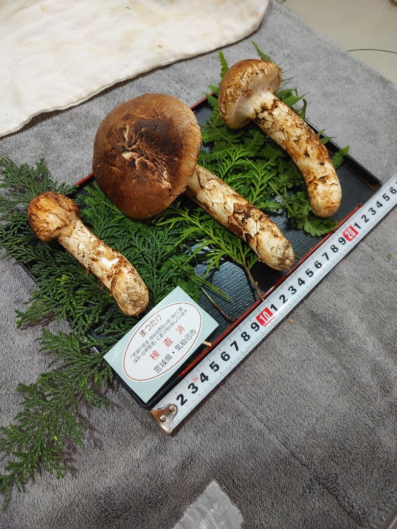 松茸　国産　宮城県　検査済み　【一級品】　つぼみ&開き