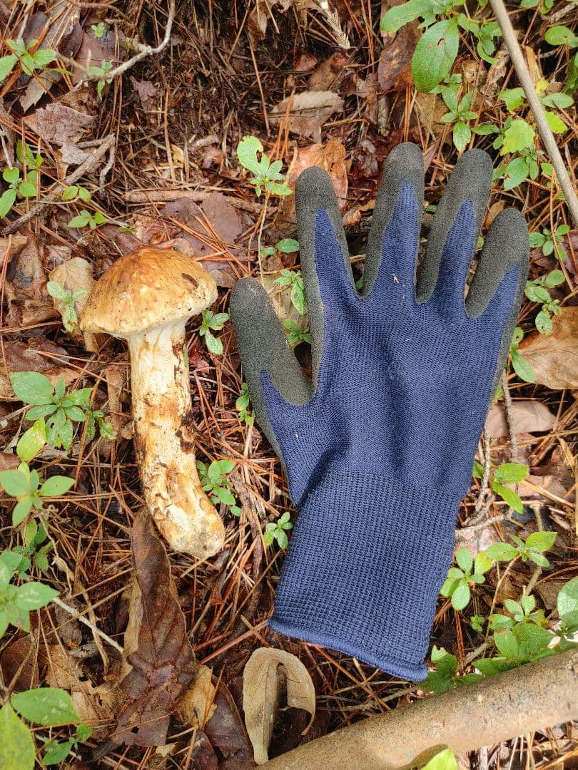 松茸　国産　宮城県　検査済み　【一級品】　つぼみ&開き