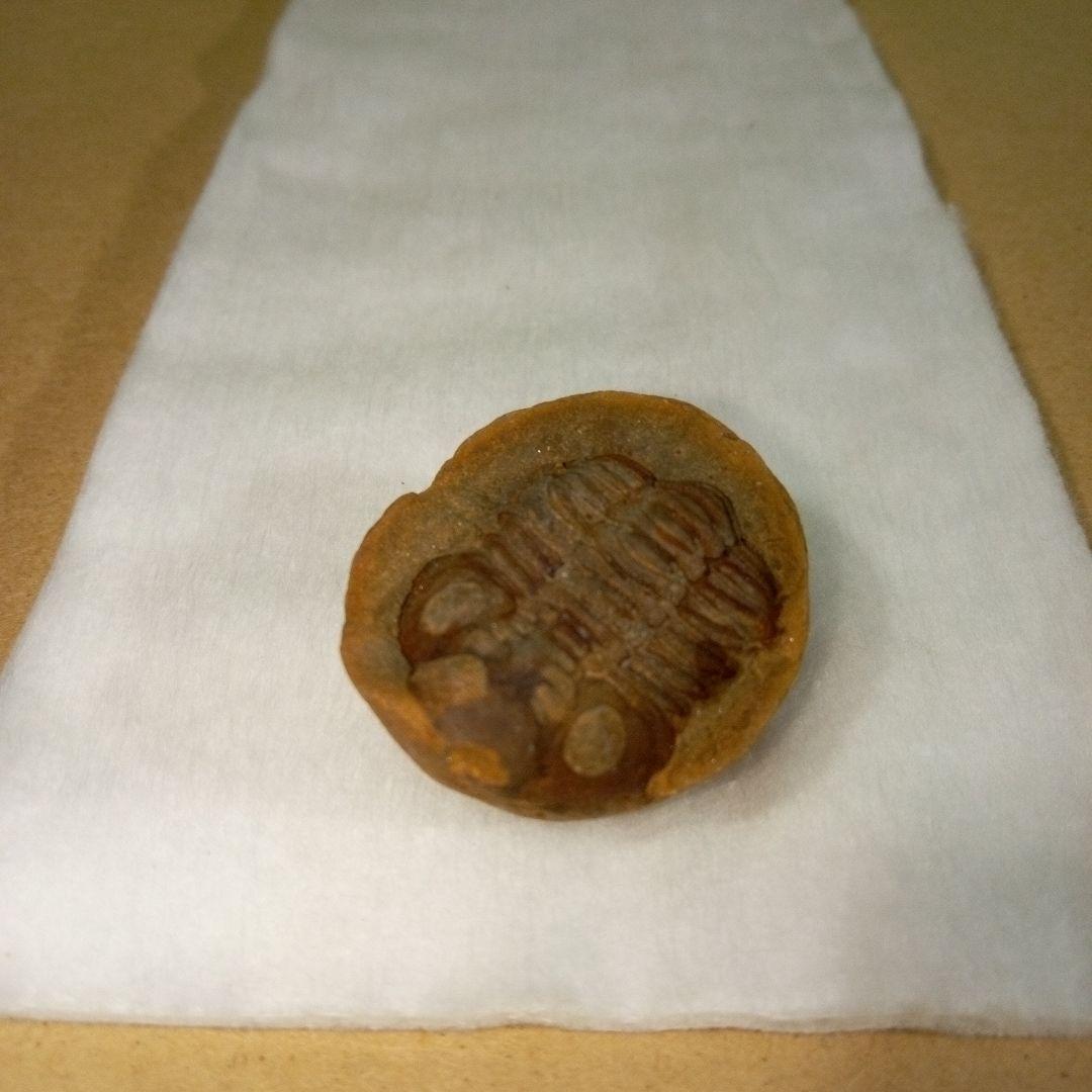 三葉虫　化石　三葉虫化石　究極のレトロ　fossil　ボリビア産　化石管理番号⑥