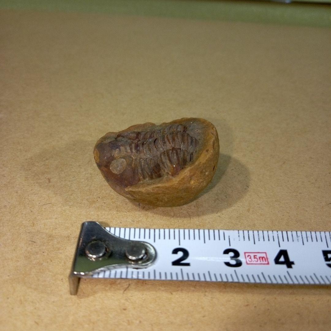 三葉虫　化石　三葉虫化石　究極のレトロ　fossil　ボリビア産　化石管理番号⑥