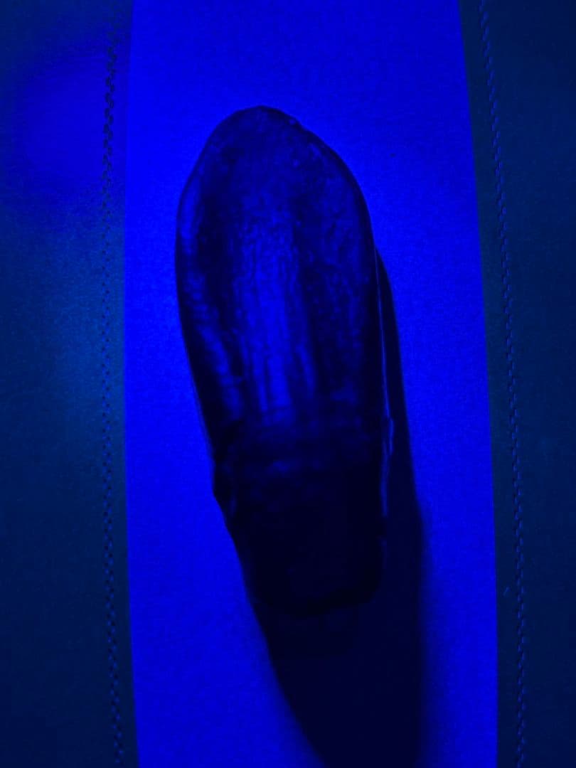 Camarasaurus 化石 後期ジュラ紀 モリソン層